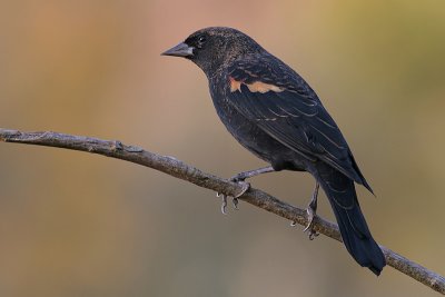 red winged blackbird 118