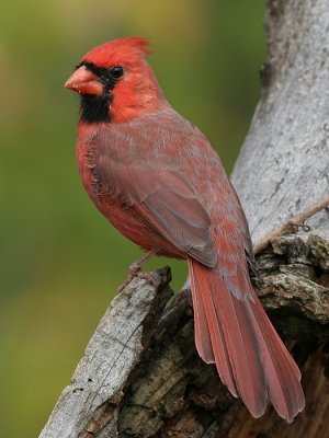 cardinal 209