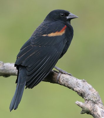 red winged blackbird 217