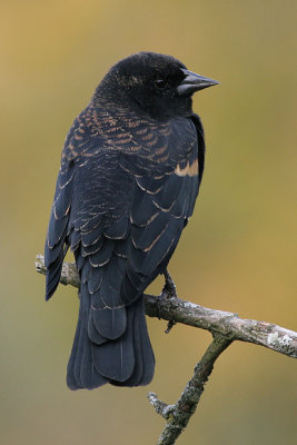 red winged blackbird 218