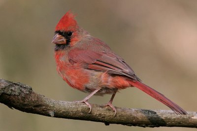 cardinal 213