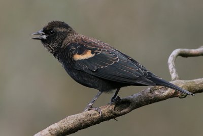 red winged blackbird 220