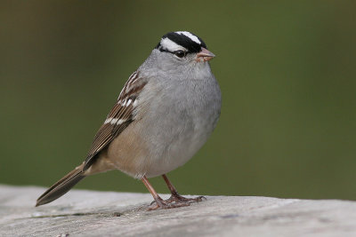 White-crowned Sparrow - white striped