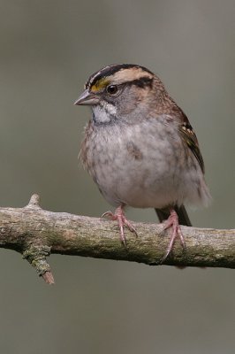 white-throated sparrow 26