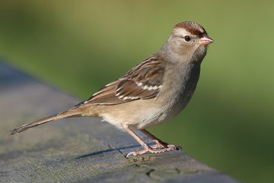 juvenile white-crowned sparrow 3