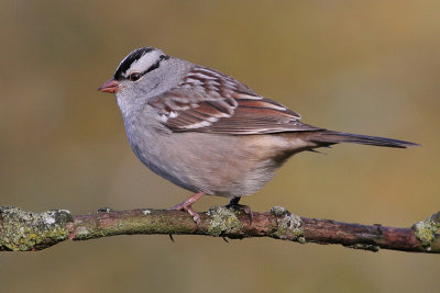white-crowned sparrow 8