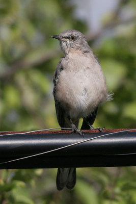mockingbird 24