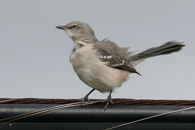 mockingbird 26