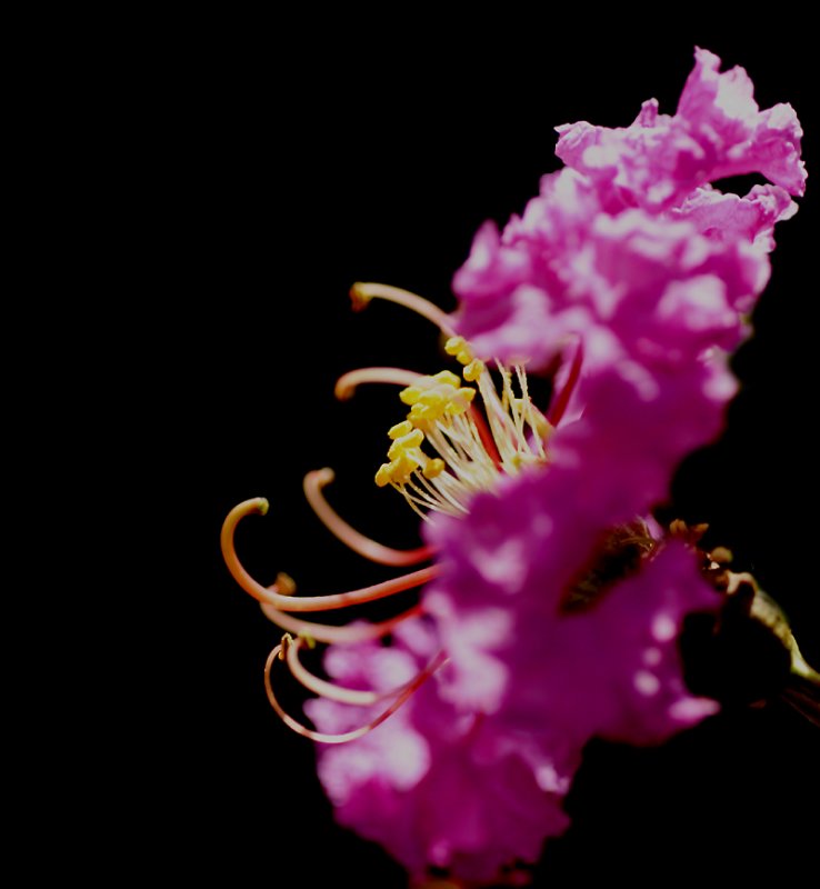 Crape Myrtle on black