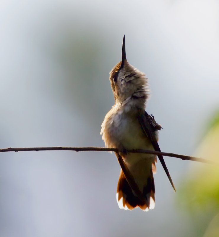 Hummingbird with an itch