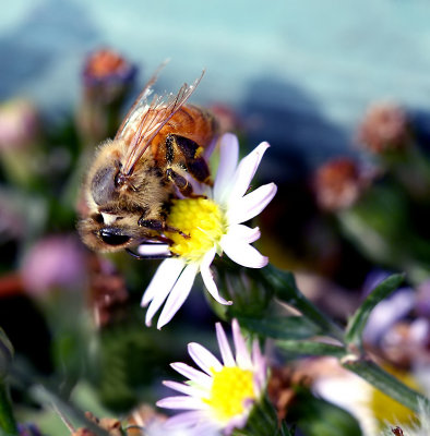 November honeybee