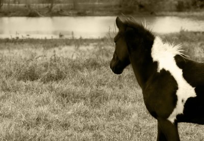 Black and White Horse