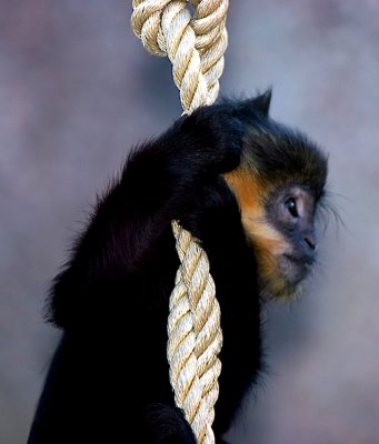 Monkey hangin' around