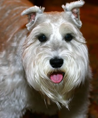 Frankie Close-up