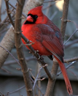 Fluffy Redbird