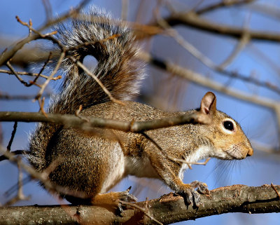 Squirrel in a tree