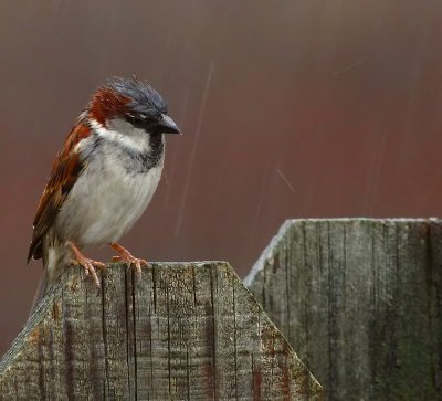 Wet birdie on a fence