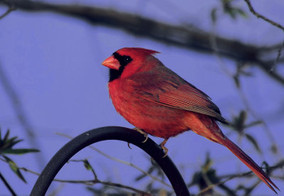 Birdie in Red