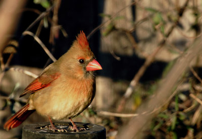 Orange Spike