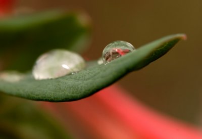 Raindrop on a honeysuckle leaf