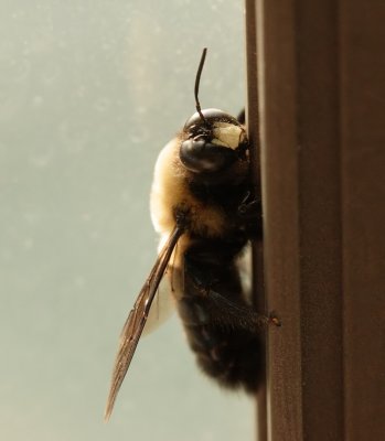 Letzzz Bee Friendzzzz