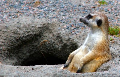 The Al Bundy of Meercats