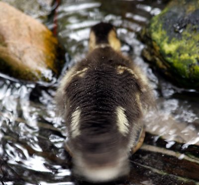 Shake Your Tail Feathers