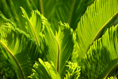 Leaves and light