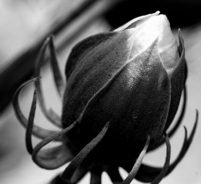 hibiscus opening bw