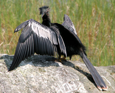 Another shot of a Snakebird