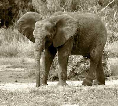 sepia elephant