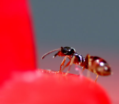 Ant