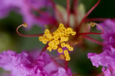 Crape Myrtle macro