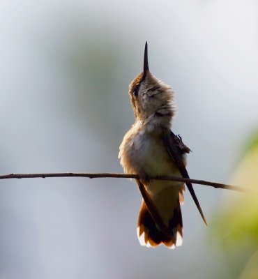 Hummingbird with an itch