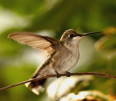 Hummingbird flapping wings