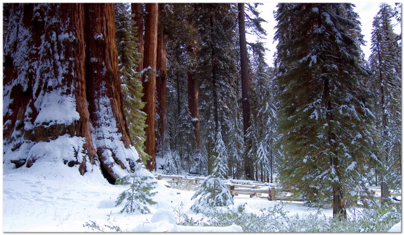 Sequoia National Park December 2007