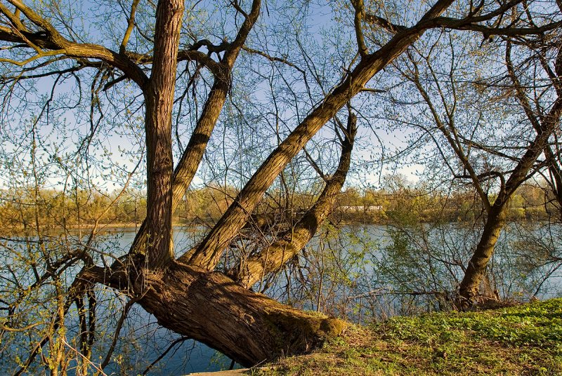 Narew River