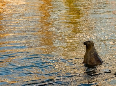 Keeper of the Golden Seal