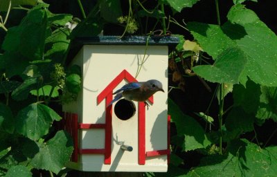 Eastern Bluebird