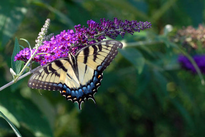 Female Swallowtail