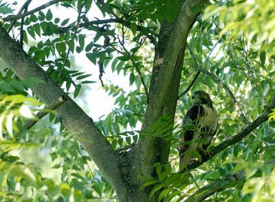 Red Tail -Back Pasture