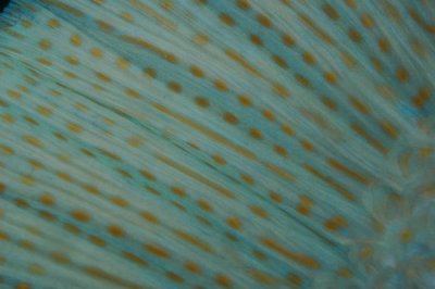 Colours and patterns