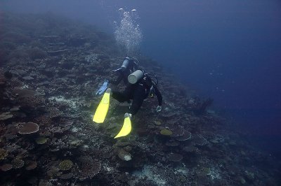 David floats over the reef