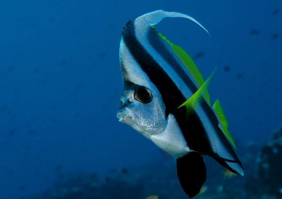 Banner fish