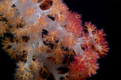 Soft Coral close-up