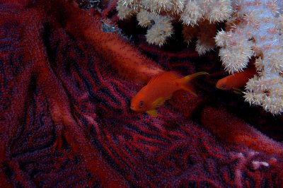 Anthias, Soft Coral