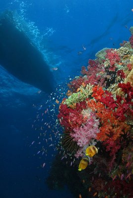 Soft Corals, dive boat
