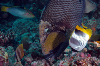 Titan Trigger Fish and Butterfly Fish