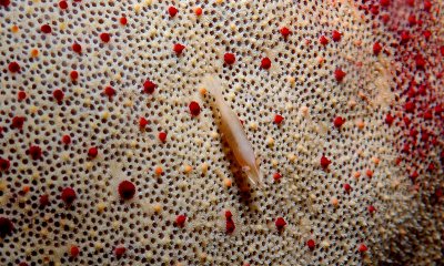 Shrimp on Pin Cushion Sea Star