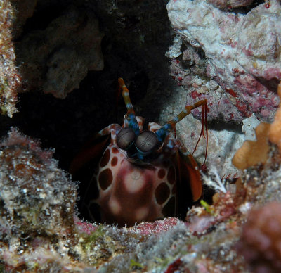  Mantis Shrimp